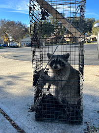 TEXAS RODENT CONTROL Wildlife Removal San Antonio