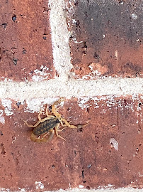 Truly Nolen Pest & Termite Control - Abilene