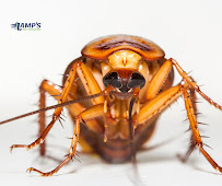 Lamp's Pest Solutions