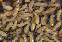 MidSouth Termite & Pest Control Columbia, SC
