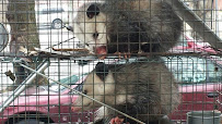 Trapper Jack Wildlife Specialist LLC