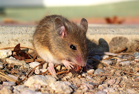 Complete Animal Removal