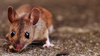Complete Animal Removal