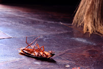 Black Diamond Pest Control