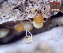 Foundation Pest Control