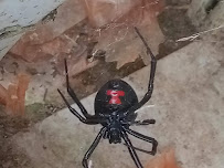 Altamaha Pest Control, Inc.
