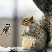 Wildlife Control Specialist of Atlanta