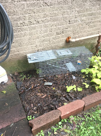 Omega Animal Removal Dallas