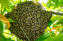 Ambassador Pest Control