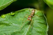 Ambassador Pest Control