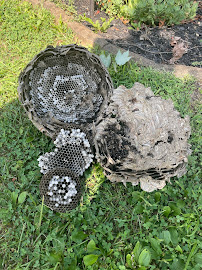 All Star Pest Management Inc