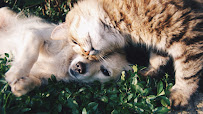 Budget Pet Products