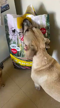 PetPost Australia