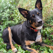 Pet Food Reviews