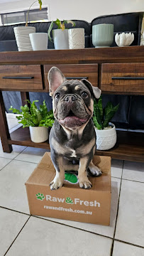 Raw & Fresh Pet Food - Raw Dog Food Delivery