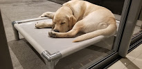 ChewProof Dog Beds