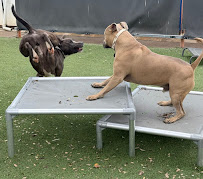 ChewProof Dog Beds