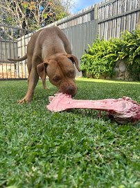 Happy Paws Pet Food Delivered to your door