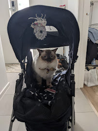 CSP Pet Strollers