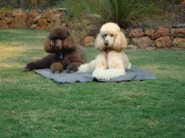 Petcover Australia
