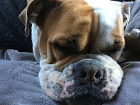 Petcover Australia