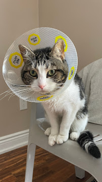Bramalea Animal Hospital