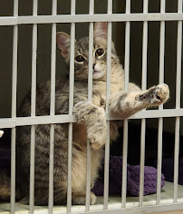 Inglewood Veterinary Clinic
