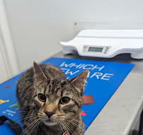 Downtown Animal Hospital