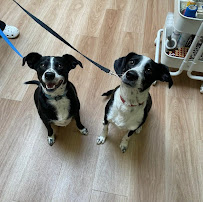 Beattie Pet Hospital - East Hamilton