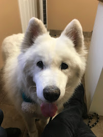 Gagemount Animal Hospital