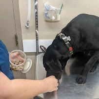 Hamilton Veterinary Services (HVS)