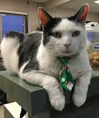 Hamilton Veterinary Services (HVS)