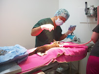 Village Cat Clinic