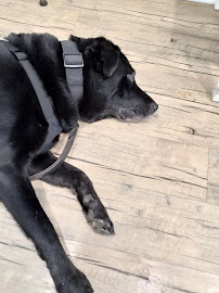 Sana Adelaide Animal Hospital