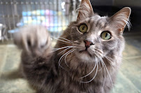 Central Cat Hospital