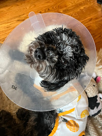 Animal Hospital Of Unionville