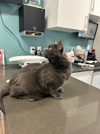 VCA Canada Pretoria Animal Hospital