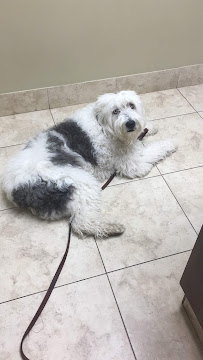 Billings Bridge Animal Hospital