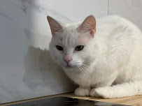 Stittsville Kanata Veterinary Hospital