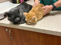 Market Lane Animal Hospital