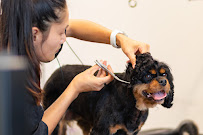 Boutique Dog Grooming