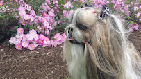 The Gentle Dog Groomer - West Auckland Dog Grooming