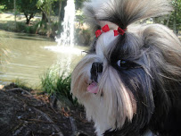 The Gentle Dog Groomer - West Auckland Dog Grooming