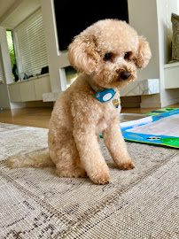 WANROOM Dog Grooming Salon