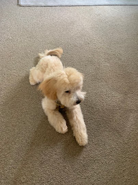 Dazzling Paws Dog Grooming