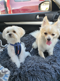 Dazzling Paws Dog Grooming