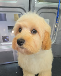 Paws on Point | Professional Dog Grooming