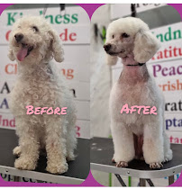 Paws on Point | Professional Dog Grooming