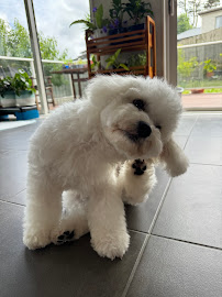 Petcare Kiwi Shop & Grooming