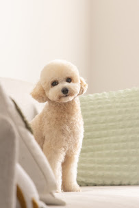 Petcare Kiwi Shop & Grooming